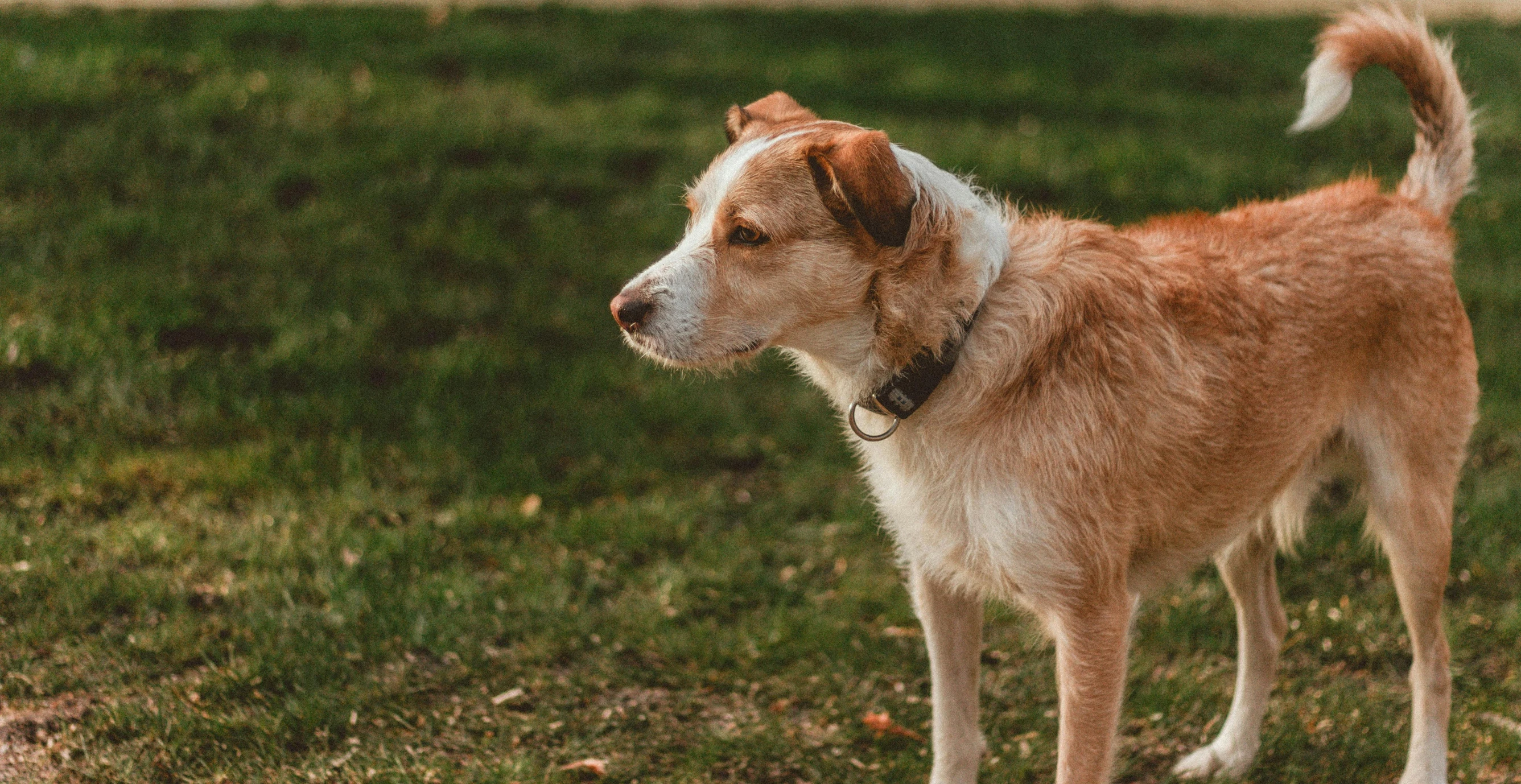 a brown and white dog standing on top of a lush green field, pexels contest winner, heartbreaking, at a park, warmly lit, rusty