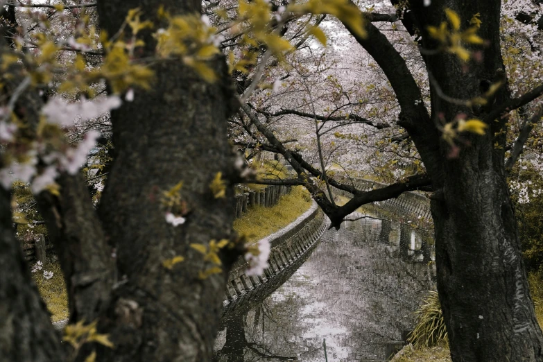 a couple of trees that are next to a river, a picture, unsplash contest winner, sōsaku hanga, flowers rain everywhere, shot on hasselblad, curved trees, canals