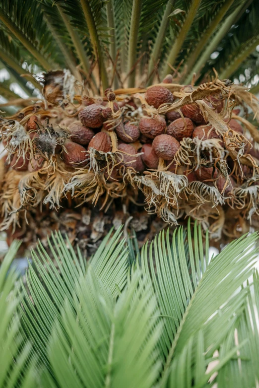 a bunch of nuts on top of a palm tree, lush foliage, dubai, intricate wrinkles, full width