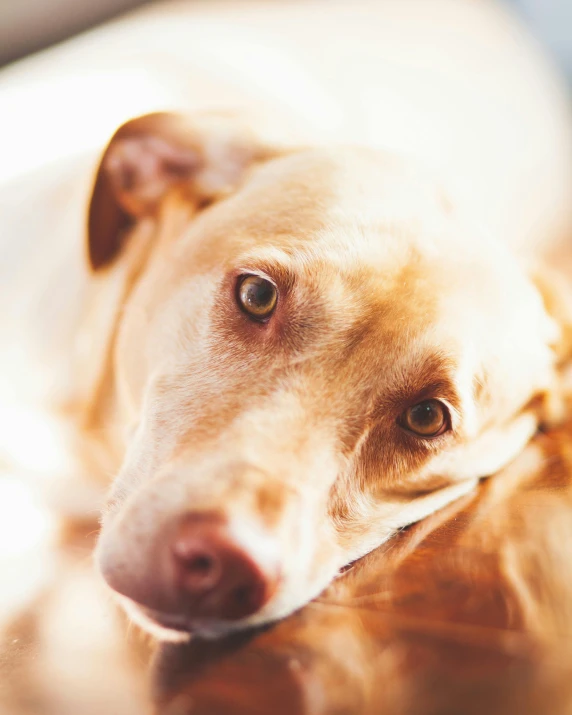 a brown dog laying on top of a wooden floor, a stock photo, inspired by Elke Vogelsang, trending on pexels, renaissance, intense albino, lgbtq, piercing stare, sunlight beaming down