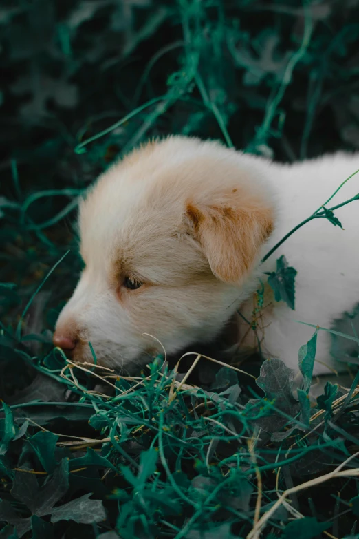 a puppy that is laying down in the grass, by Elsa Bleda, pexels contest winner, a pale skin, cinematic shot ar 9:16 -n 6 -g, brown, white