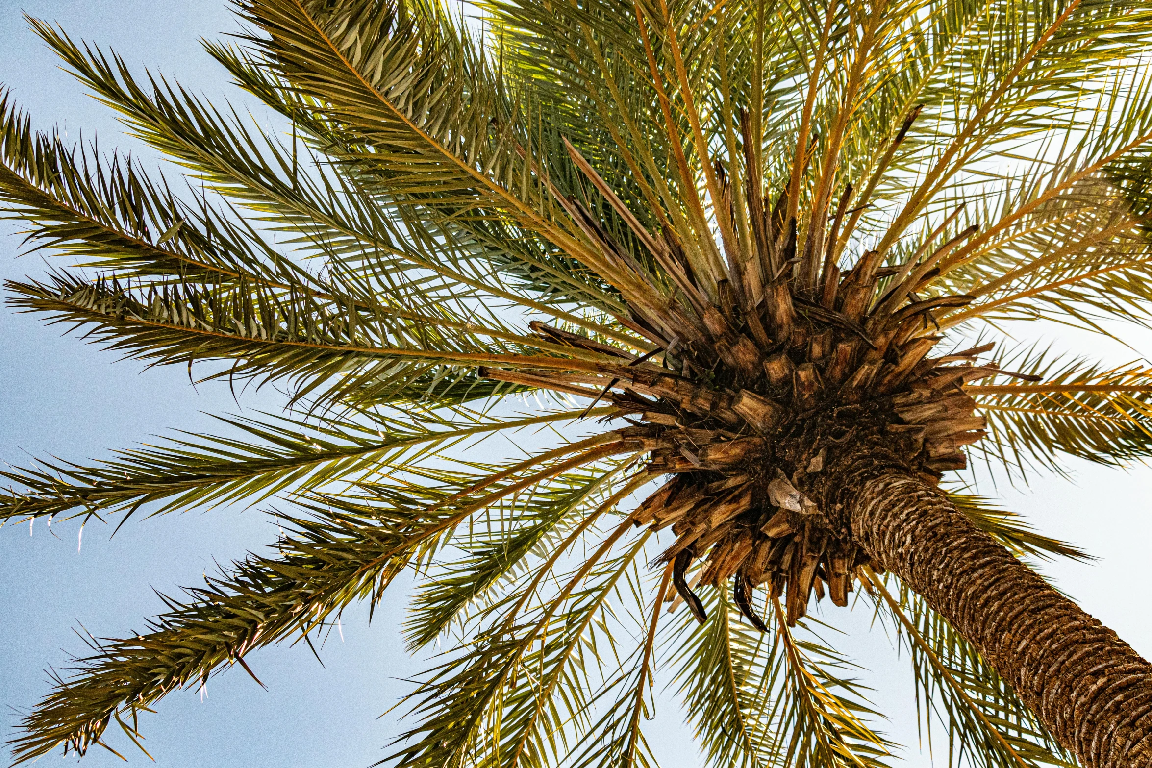 a palm tree with a blue sky in the background, by Carey Morris, unsplash, hurufiyya, as seen from the canopy, middle eastern details, brown, dynamic closeup