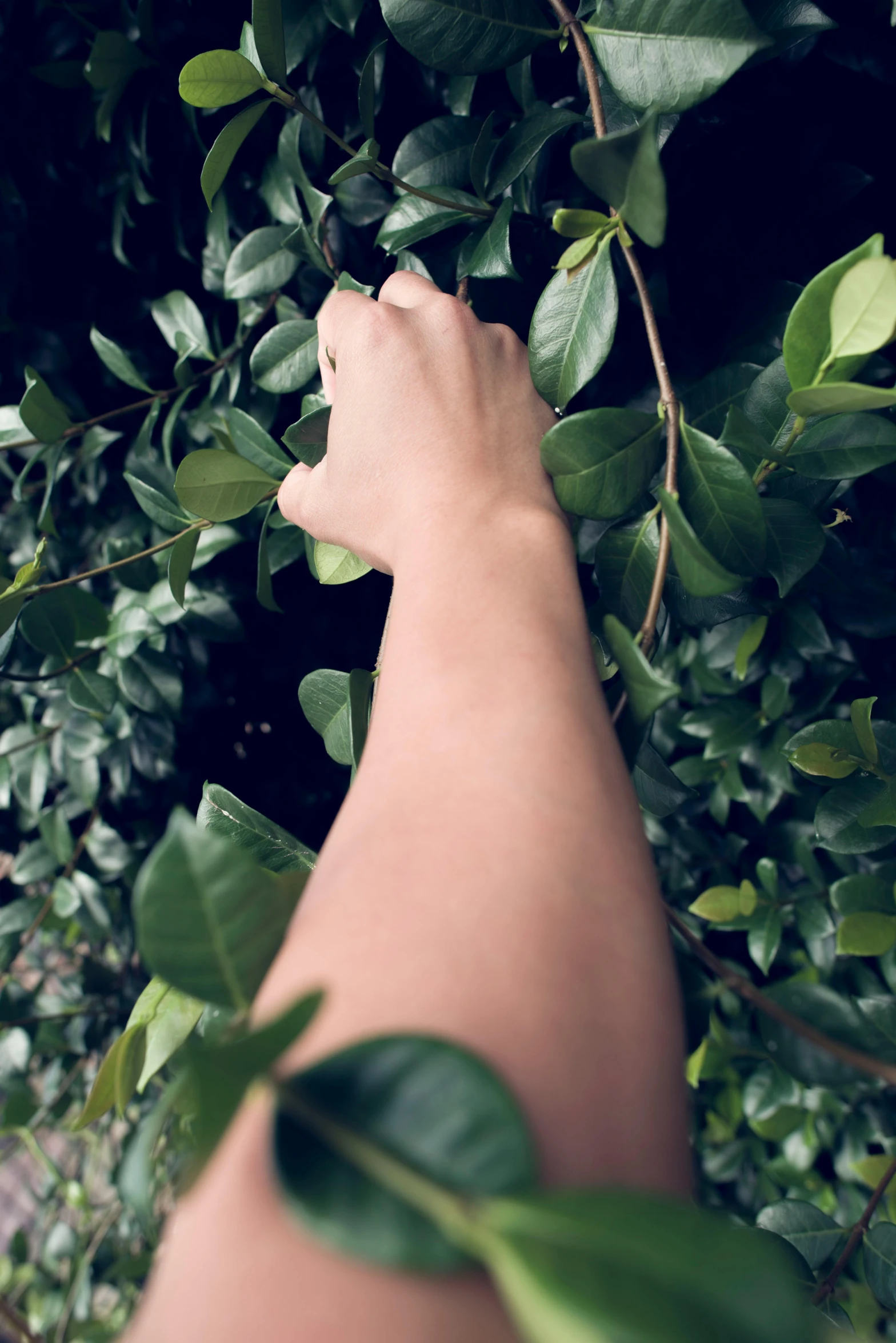 a person reaching for leaves on a tree, inspired by Ren Hang, trending on unsplash, olive thigh skin, lush gardens hanging, with soft bushes, profile image