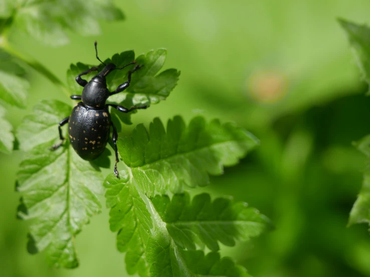 a bug that is sitting on a leaf, pexels contest winner, black, 15081959 21121991 01012000 4k, fern, getty images