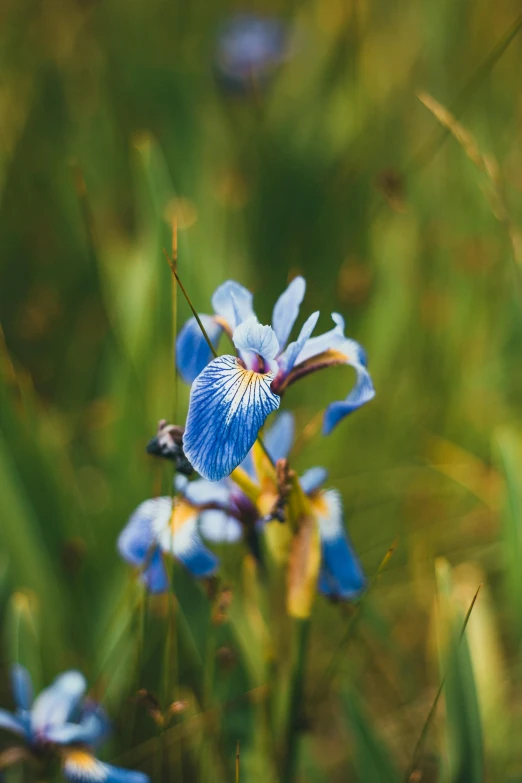 a group of blue flowers sitting on top of a lush green field, a portrait, by David Simpson, unsplash, focus on iris, chile, mediumslateblue flowers, single