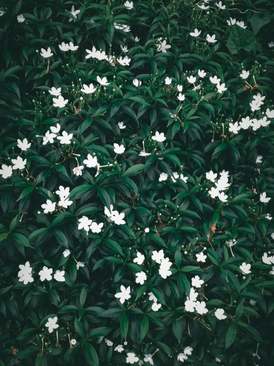 a bush of white flowers with green leaves, inspired by Elsa Bleda, trending on unsplash, minimalism, ignant, dark green color scheme, 💣 💥💣 💥, jasmine