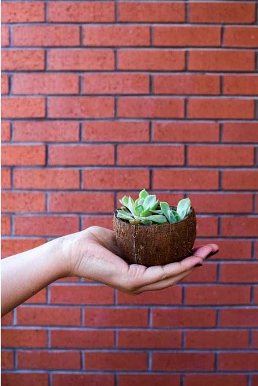 a person holding a small potted plant in front of a brick wall, coconuts, profile image, slate, made of cement