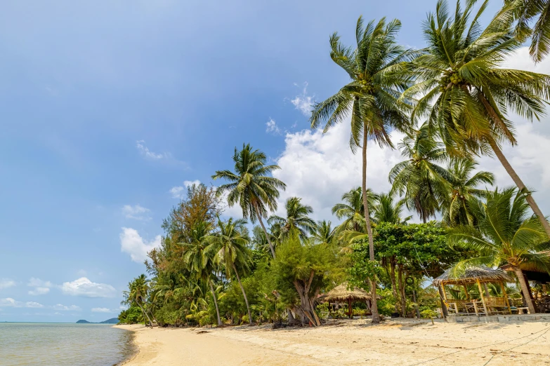 a sandy beach with palm trees on a sunny day, by Rachel Reckitt, pexels contest winner, thailand, thumbnail, multiple stories, on an island