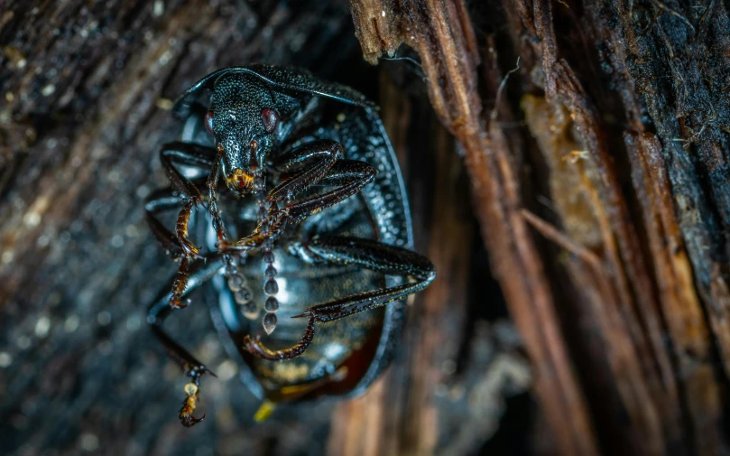 a bug sitting on top of a piece of wood, by Matt Cavotta, pexels contest winner, hurufiyya, black, avatar image, dormant in chains, ultra intricate