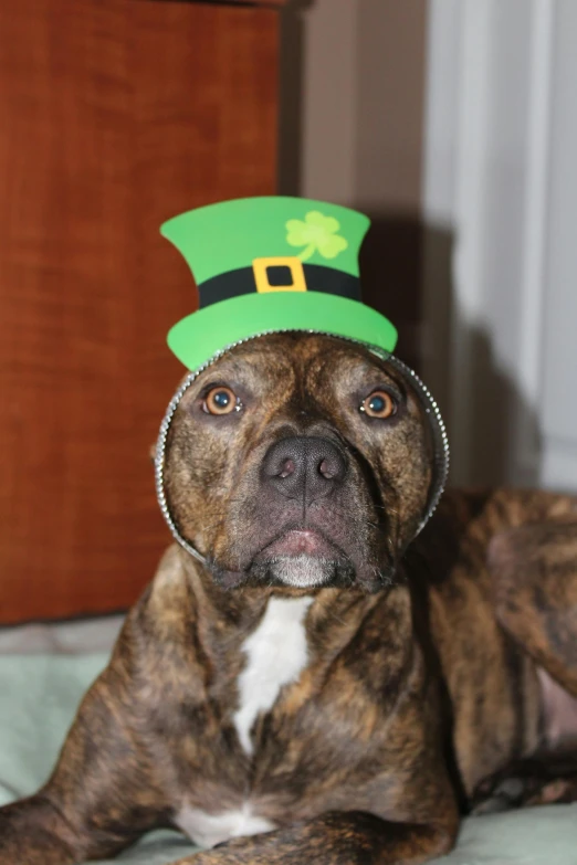 a brown and white dog wearing a green hat, posing for a picture, pots of gold, getty images, pitbull