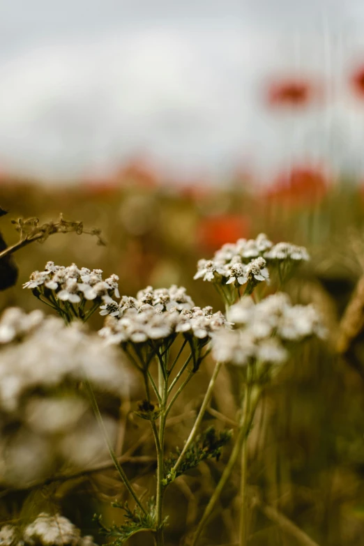 a field full of white and red flowers, inspired by Elsa Bleda, unsplash, romanticism, brown, verbena, made of wildflowers, tall