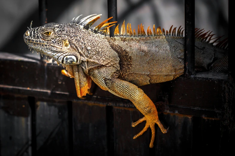 a close up of a lizard on a fence, by Carey Morris, pexels contest winner, photorealism, iguana, ornate spikes, doing a hot majestic pose, 🦩🪐🐞👩🏻🦳