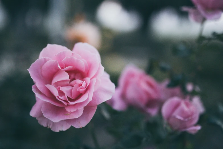 a group of pink roses sitting on top of a lush green field, paul barson, photo of a rose, ((pink)), sydney hanson