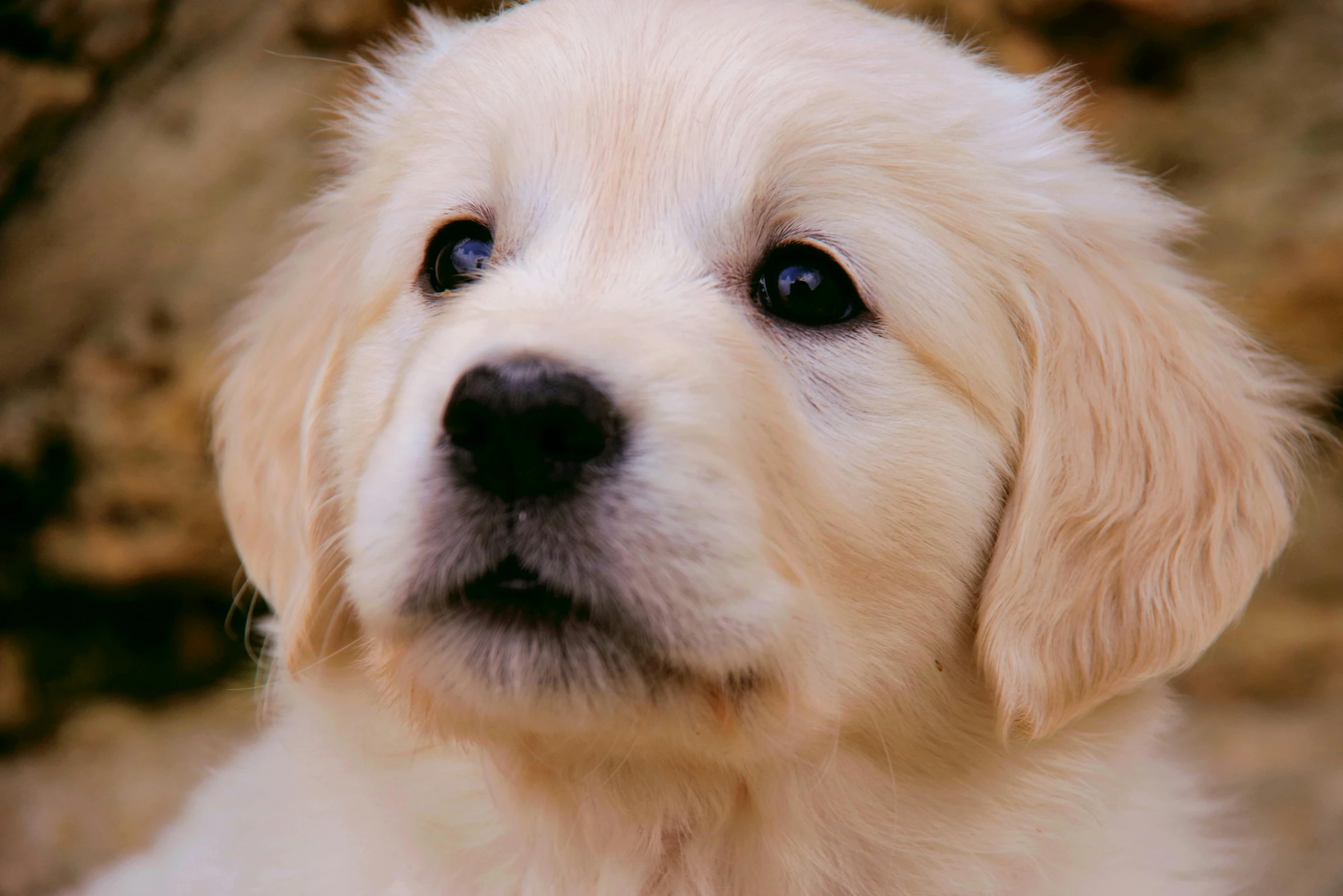 a close up of a dog looking at the camera, slightly golden, puppy, proud looking, close - up photograph