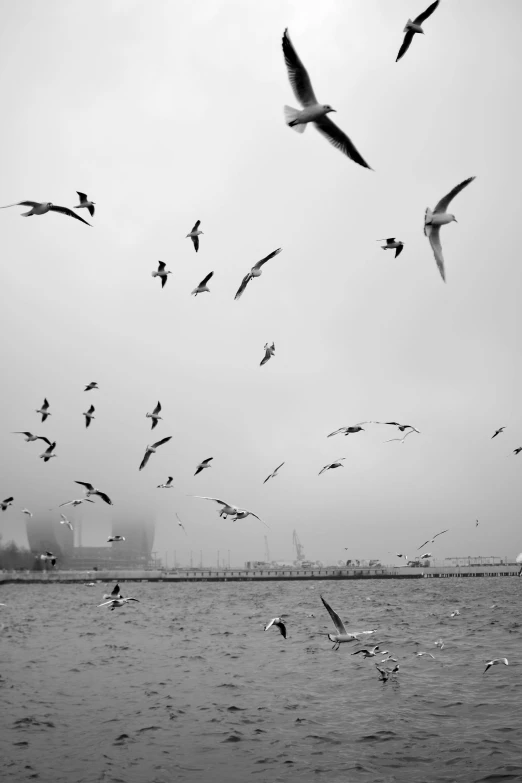 a flock of birds flying over a body of water, a black and white photo, by Gang Se-hwang, unsplash, istanbul, harbor, ((mist)), tehran