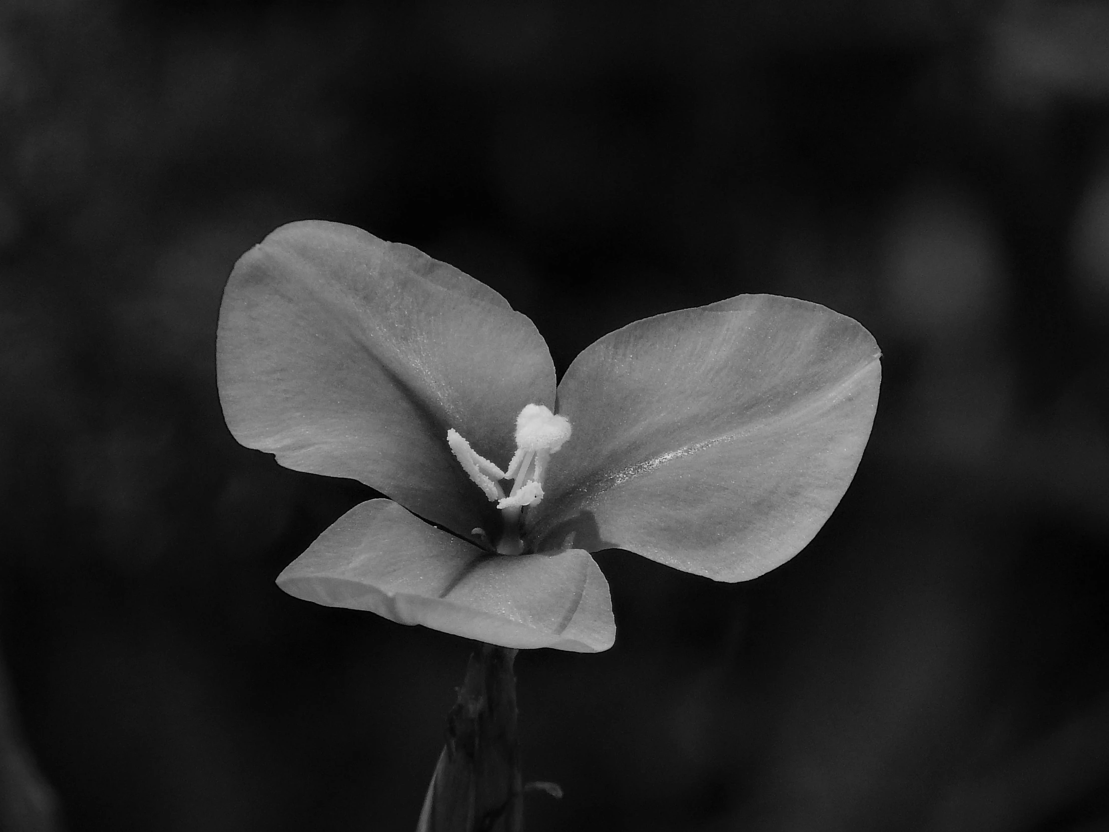 a black and white photo of a flower, by Jan Rustem, salvia, lone female, orchid, flax