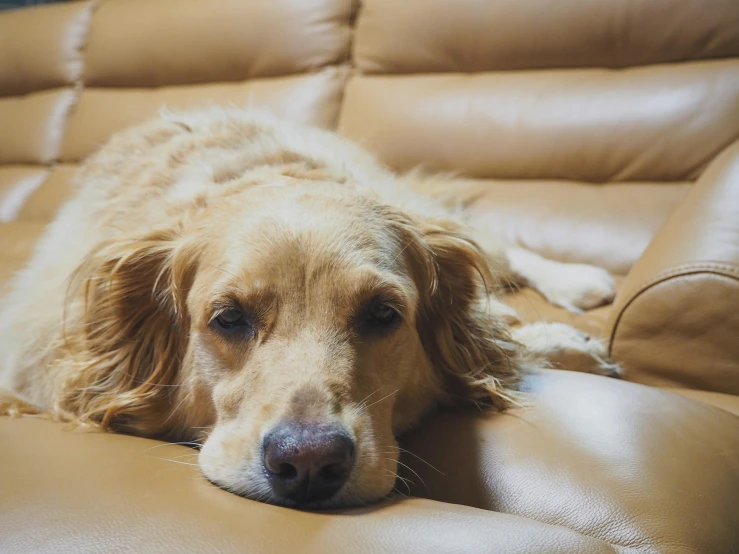 a dog that is laying down on a couch, pexels contest winner, renaissance, many golden layers, manuka, leather couches, sad face