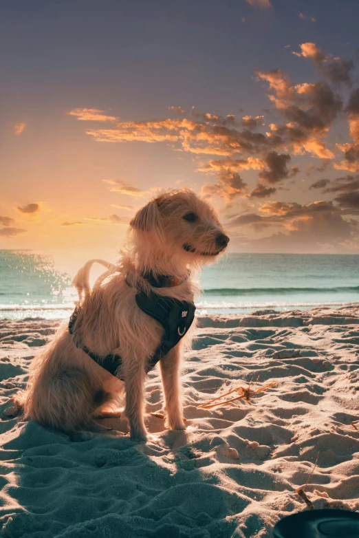 a small white dog sitting on top of a sandy beach, pexels contest winner, warm sundown, miami, featured, a handsome