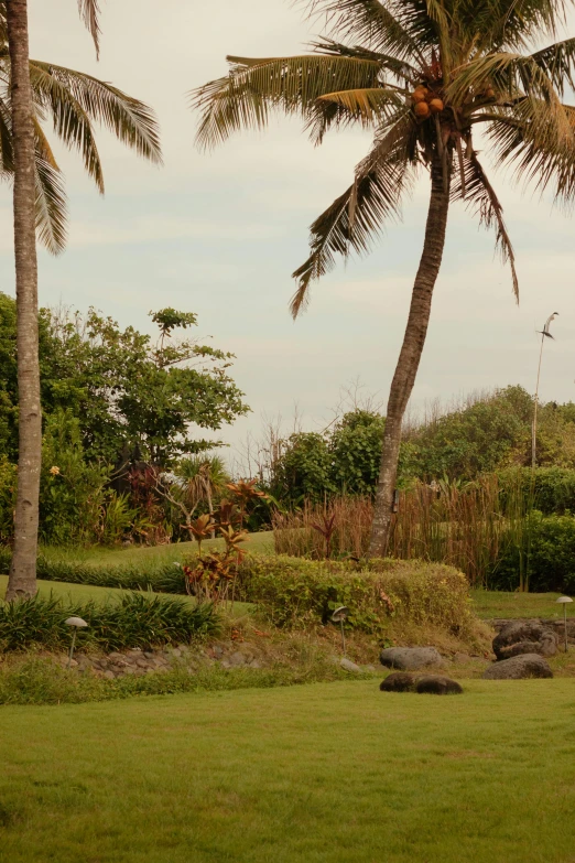 a giraffe standing on top of a lush green field, coconut palms, large rocks, golf course, plumeria