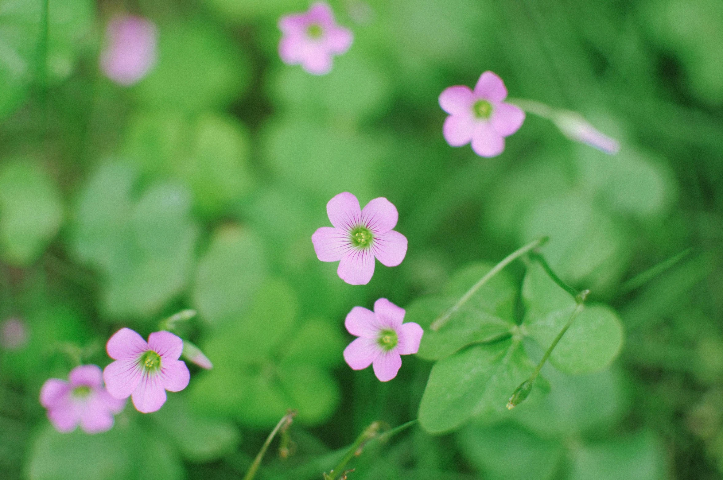 a group of small pink flowers sitting on top of a lush green field, unsplash, four leaf clover, instagram picture, shot on sony a 7, gardening