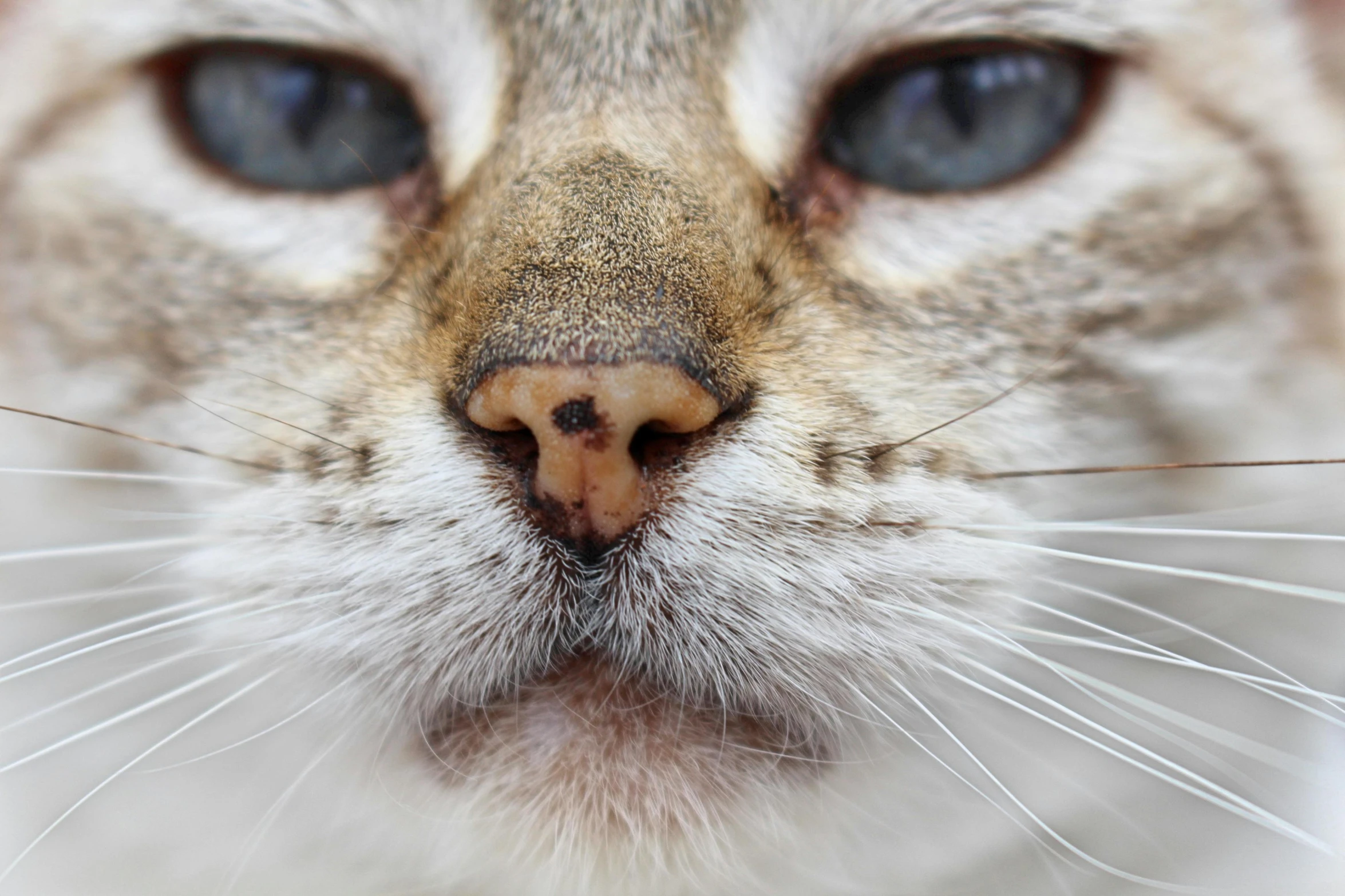 a close up of a cat's face with blue eyes, by Daniel Lieske, pexels contest winner, cute bandaid on nose!!, square nose, dirty face, full body extreme closeup