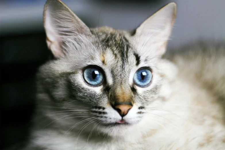a close up of a cat with blue eyes, an album cover, short light grey whiskers, mixed animal, avatar image, beautiful animal pearl queen