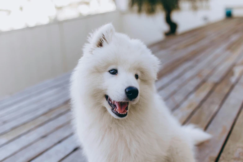 a white dog sitting on top of a wooden floor, a stipple, pexels contest winner, beautiful white teeth, fluffy'', blue eyed, youtube thumbnail