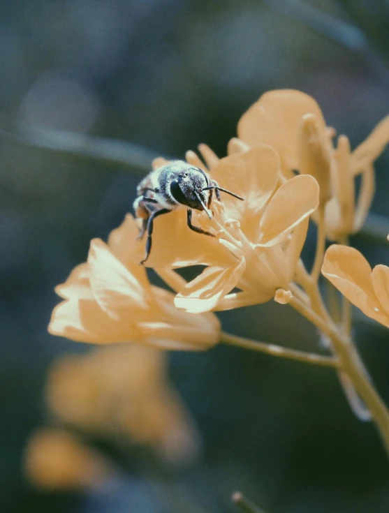 a bee sitting on top of a yellow flower, next to a plant, slide show, grey, redscale photography