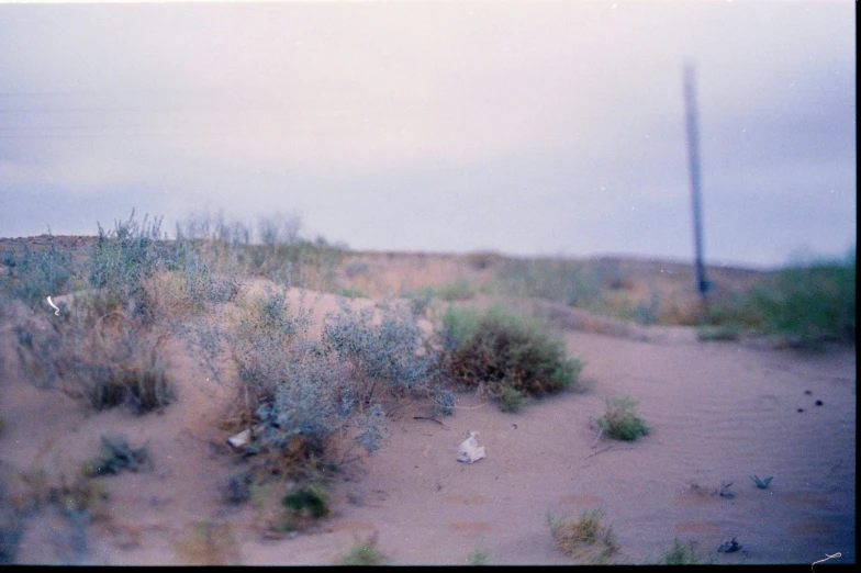 there is no image here to provide a caption for, a polaroid photo, by Ryan Pancoast, land art, desert colors, an overgrown, blurry distant background, scattered rubbish