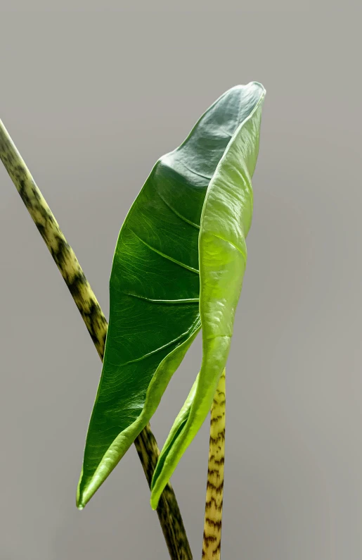 a close up of a plant with green leaves, a digital rendering, by senior environment artist, photorealism, 3 d render n - 9