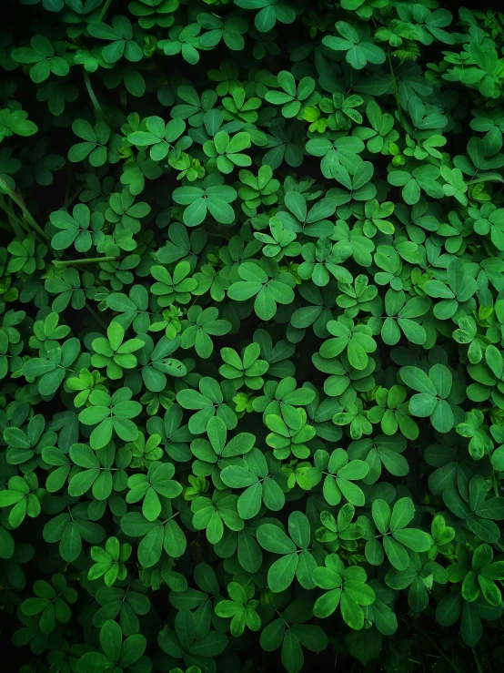 a bunch of green leaves on the ground, a digital rendering, unsplash, hurufiyya, high quality image”, greens)