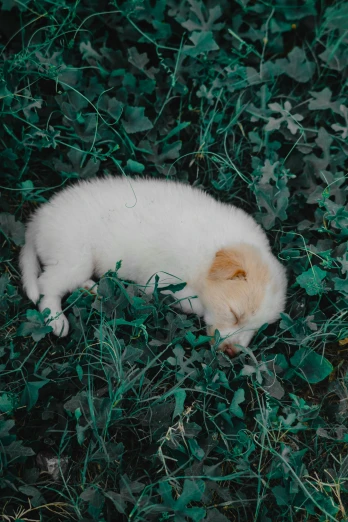 a dog that is laying down in the grass, an album cover, by Elsa Bleda, trending on unsplash, albino, greenery, puppy, ignant