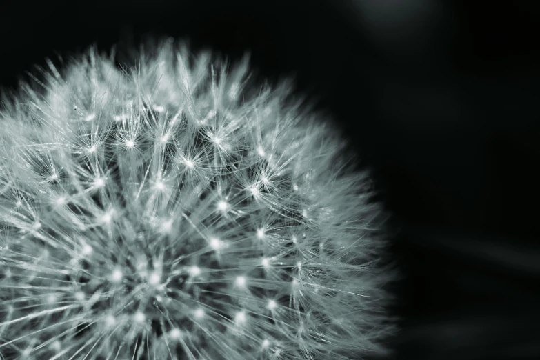 a black and white photo of a dandelion, a macro photograph, by Mandy Jurgens, unsplash, art photography, glowing with silver light, high detail 4 k, ultra detailed”, soft light - n 9