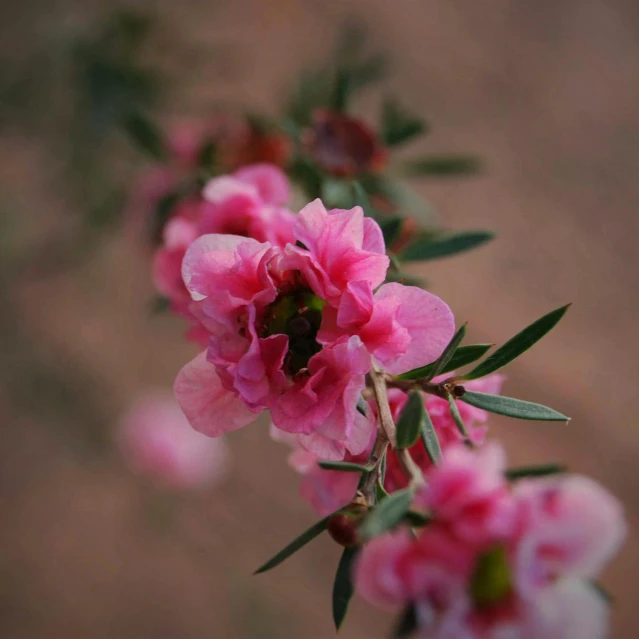 a close up of a plant with pink flowers, by Elizabeth Durack, manuka, paul barson, desert flowers, rose twining