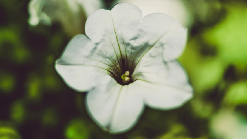 a white flower sitting on top of a lush green field, a macro photograph, unsplash, hurufiyya, morning glory flowers, desaturated, porcelain skin ”, halo / nimbus