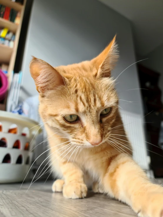 an orange cat sitting on top of a wooden floor, taken on go pro hero8, long pointy ears, concerned expression, on kitchen table