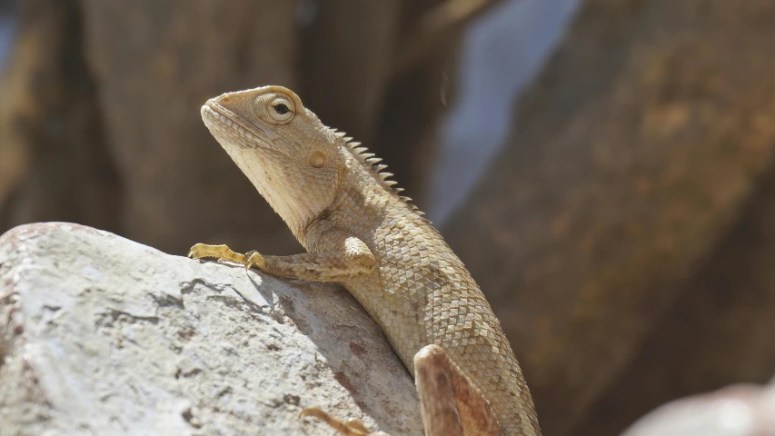 a close up of a lizard on a rock, a portrait, trending on pexels, on a hot australian day, panels, brown, white