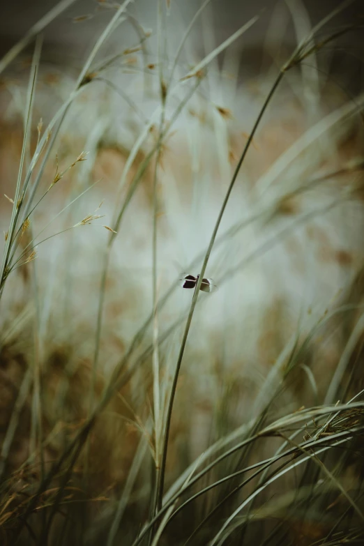 a bug that is sitting on some grass, a macro photograph, unsplash, conceptual art, grain”, lonely landscape, 15081959 21121991 01012000 4k, vsco film grain