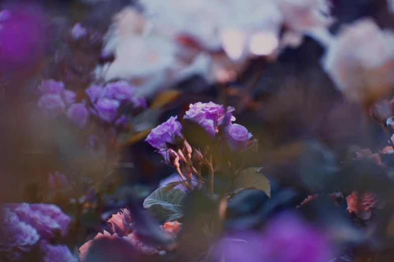 a bunch of purple flowers sitting on top of a lush green field, inspired by Elsa Bleda, unsplash, romanticism, abstract smokey roses, night mood, cinematic shot ar 9:16 -n 6 -g, lush garden leaves and flowers