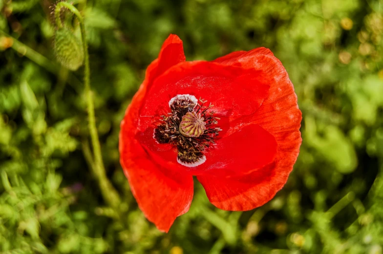 a close up of a red flower in a field, 🦩🪐🐞👩🏻🦳, avatar image