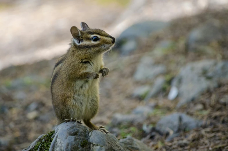 a close up of a small animal on a rock, pexels contest winner, mingei, chip 'n dale, undertailed, waving, head turned