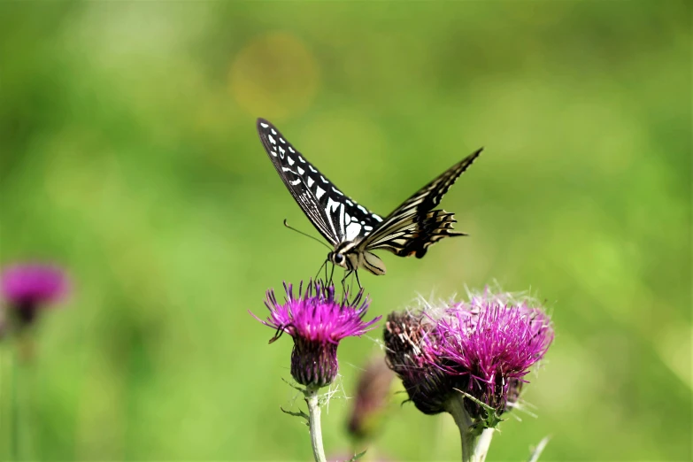 a butterfly sitting on top of a purple flower