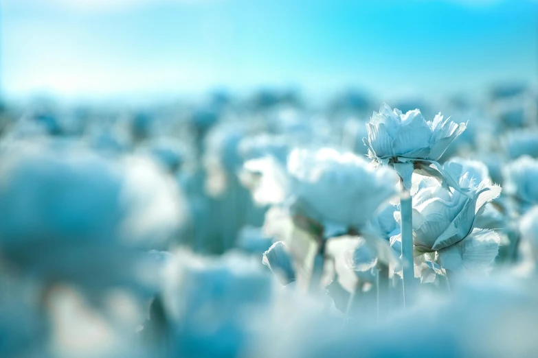 a field of white flowers with a blue sky in the background, a tilt shift photo, inspired by Elsa Bleda, unsplash, cotton candy, made of lab tissue, alessio albi, teal landscape