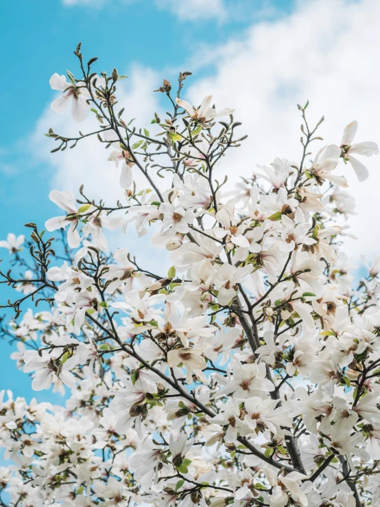 a tree with white flowers against a blue sky, by Carey Morris, trending on unsplash, baroque, magnolia stems, background image