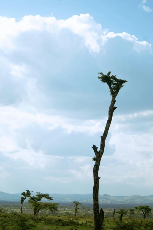 a giraffe standing on top of a lush green field, inspired by Storm Thorgerson, minimalism, dead tree, shot on sony alpha dslr-a300, unmistakably kenyan, single pine