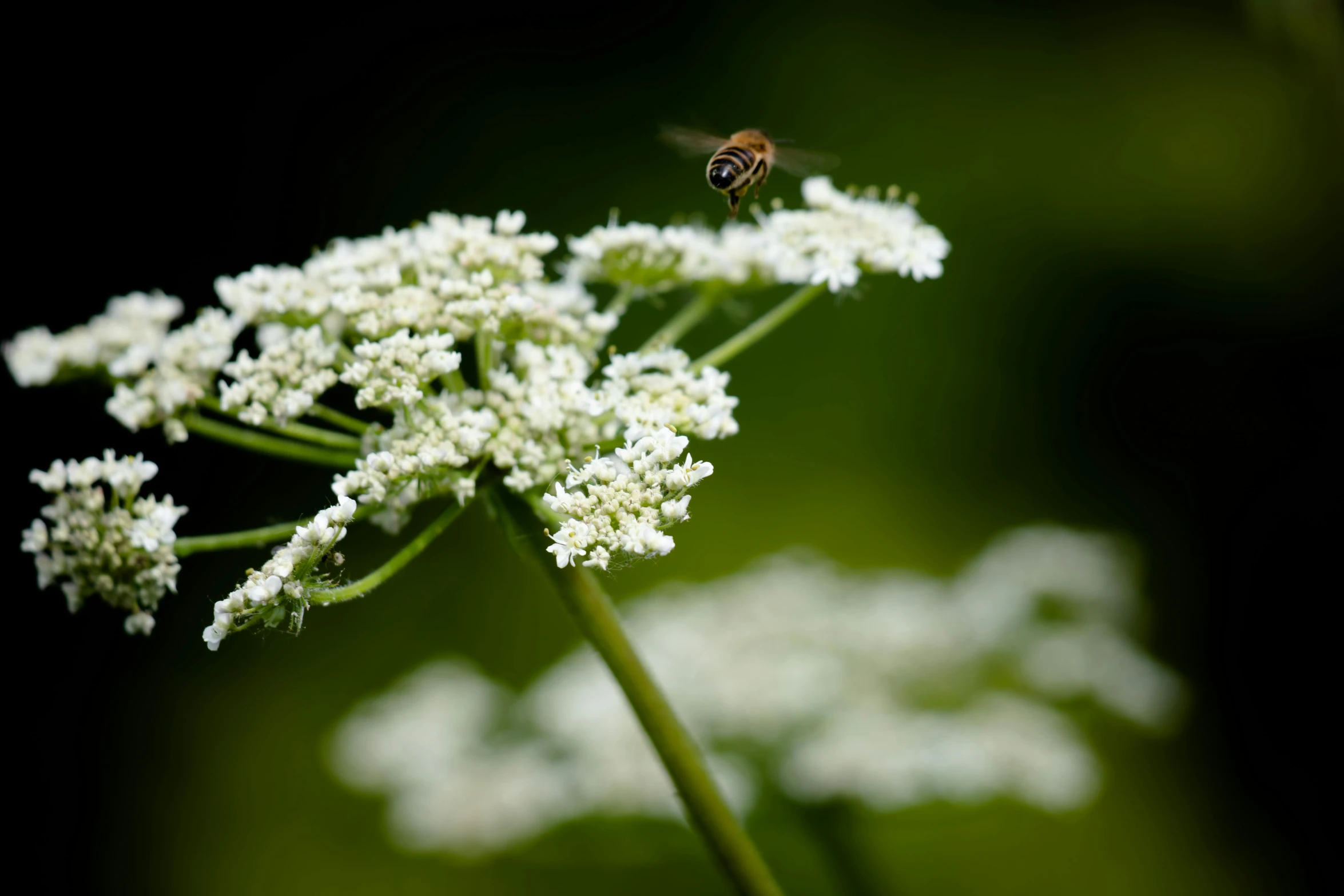 a bee sitting on top of a white flower, unsplash, hurufiyya, medium format. soft light, slide show, 2022 photograph, fine lace