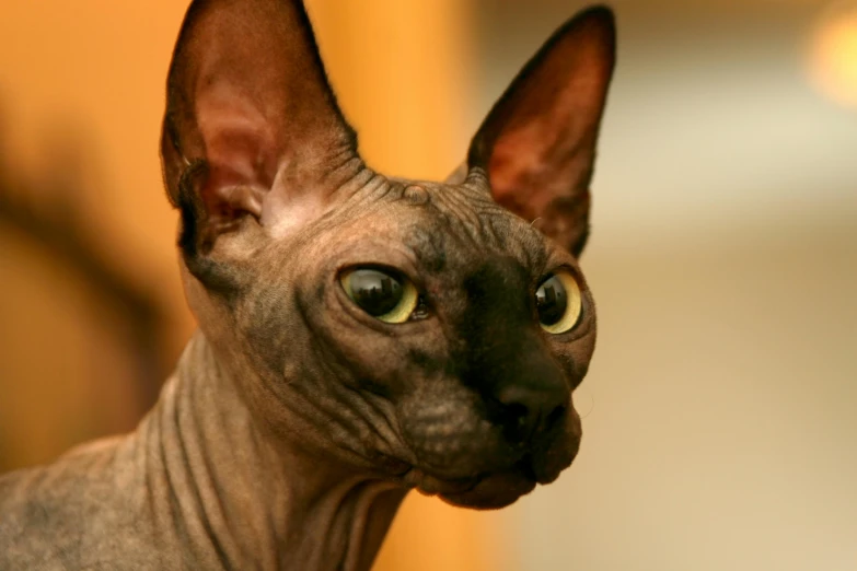 a close up of a cat with green eyes, pexels, renaissance, hairless, nefertiti, fluffy ears and a long, devils