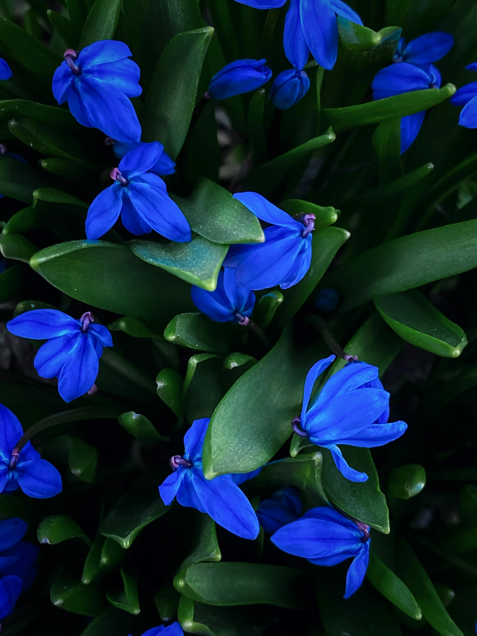 a close up of a bunch of blue flowers, inspired by Yves Klein, unsplash, alien colorful greenery, rendered in 4 k, high quality product image”