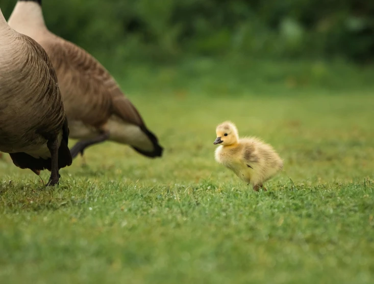 a group of ducks standing on top of a lush green field