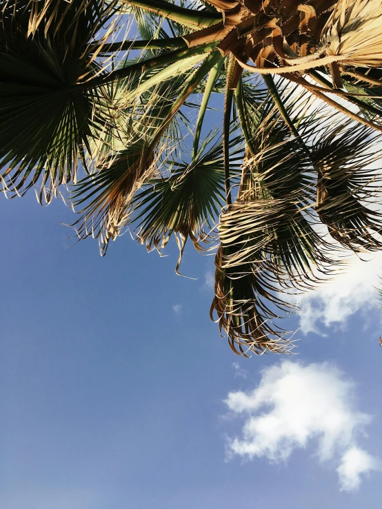 a palm tree with a blue sky in the background, profile image, conde nast traveler photo, snapchat photo, overhanging branches